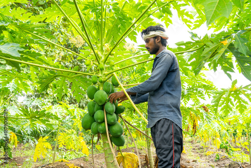Indian farmer working in papaya plantation