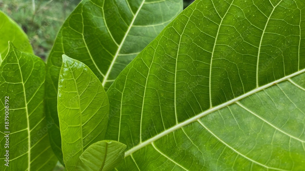 Obraz premium Fresh green leaves with clear vein details, photographed close-up, showcasing natural beauty, organic texture, and a fresh feel.