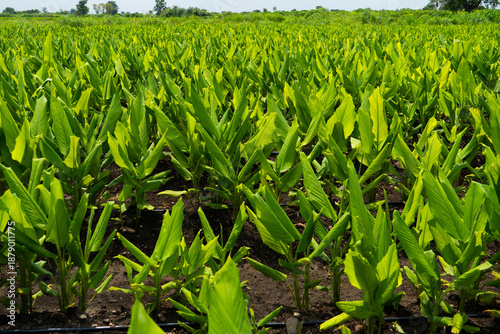 Turmeric plant field in India.