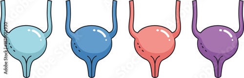 Human bladder anatomy, urinary system health, medical organ illustration, cartoon bladder icons, urology concept, flat vector illustration, educational design