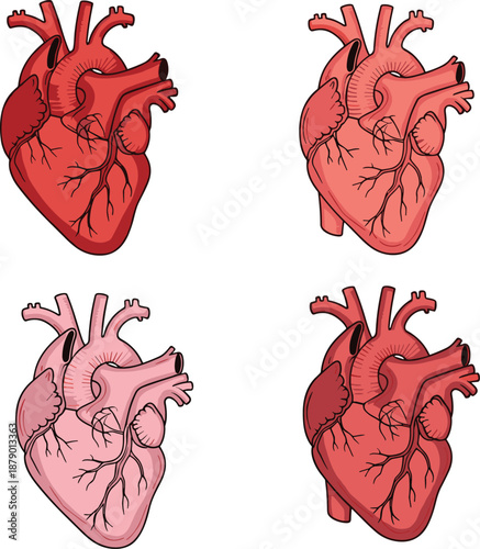 Human heart anatomy set, medical organ illustration, coronary vessels, aorta, ventricles, pulmonary arteries, health concept, flat vector illustration