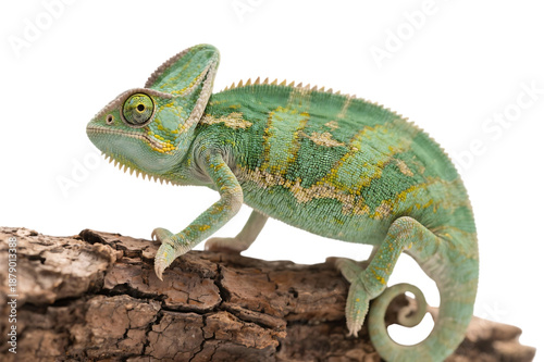 Green chameleon on branch, transparent background