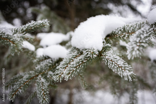 Frost on evergreen tree in winter forest 