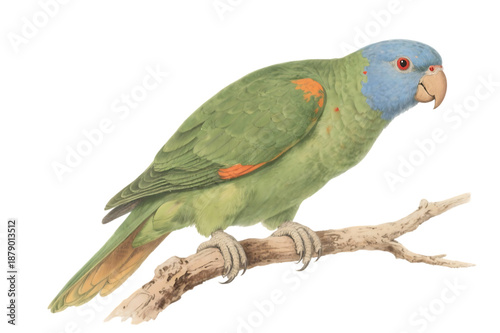 Blue faced amazon parrot on branch, vintage illustration