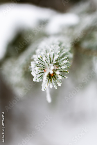 Macro shot of evergreen needles