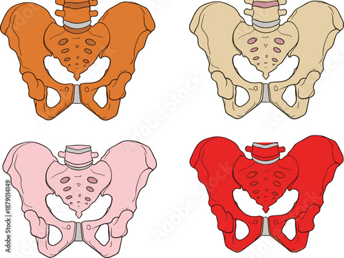 Human pelvis anatomy set, sacrum coccyx ilium ischium pubis bones, comparative models, medical organ concept, flat vector illustration