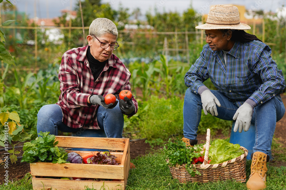 Fototapeta premium Multiracial senior women having fun gardening together - Organic vegetable, harvesting and local food concept - Healthy elderly lifestyle
