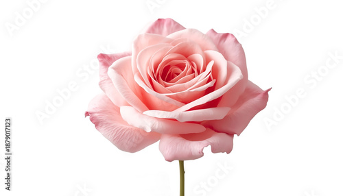 A beautiful pink rose on transparent background