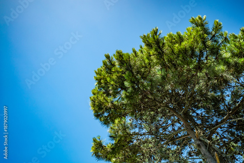 A tree with green leaves is in front of a blue sky