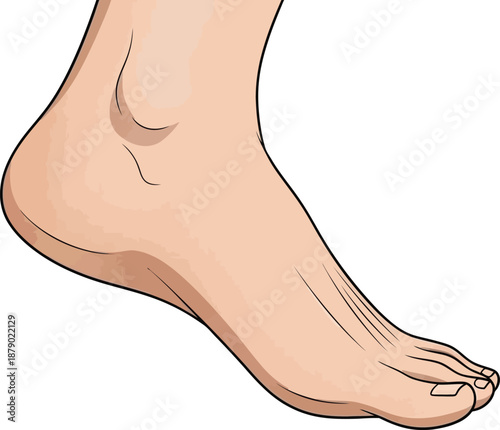 A clear, detailed illustration of a human foot, showcasing the natural arch and toes in a side profile against a white background.