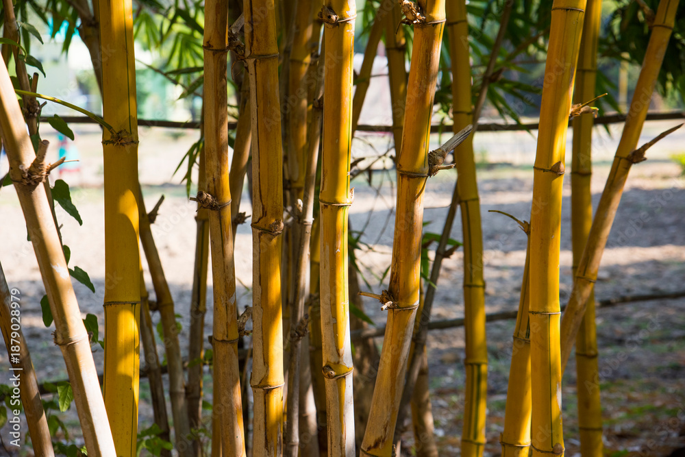 Obraz premium Golden bamboo forest in India
