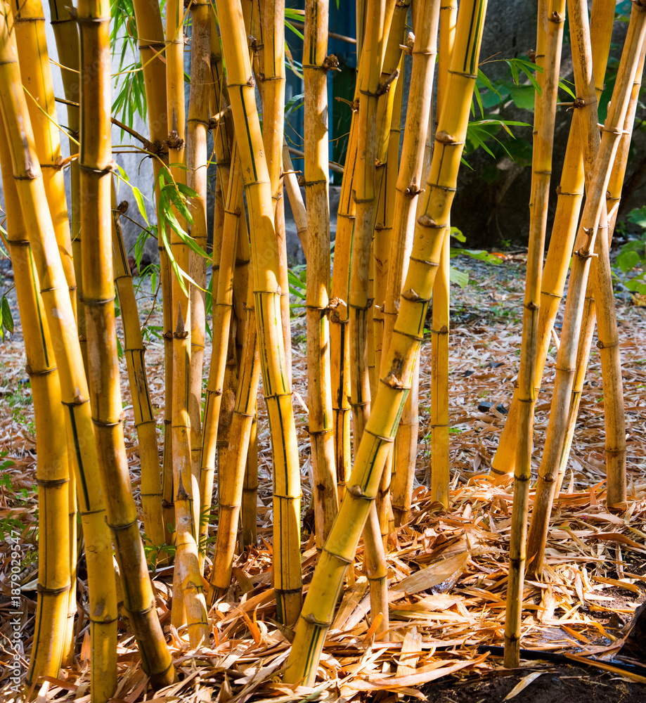 Obraz premium Golden bamboo forest in India