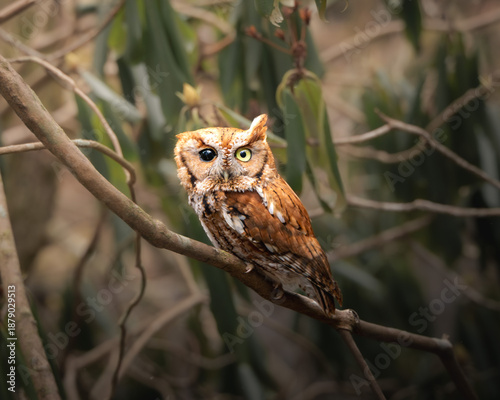 Canvastavla An eastern screech owl perched quietly on a branch, photographed in soft natural light with a gently blurred forest background
