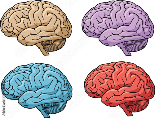 Colorful human brain illustrations, neuroscience vector art, cerebral cortex anatomy, psychology concept, medical education design, flat vector illustration