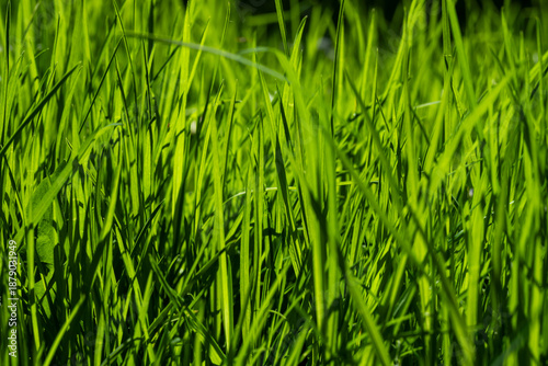 A vivid closeup of fresh green grass blades bathed in sunlight, revealing nat...
