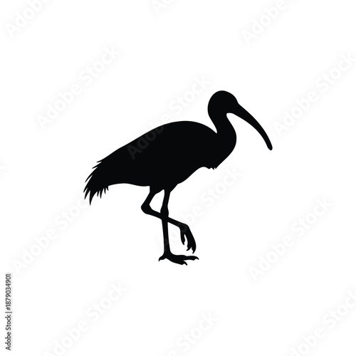 ibis bird silhouette icon vector flat design.