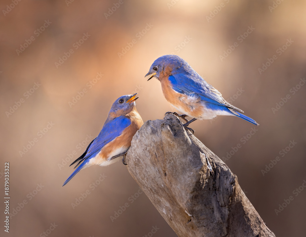 Fototapeta premium two male bluebirds on perch with colorful background
