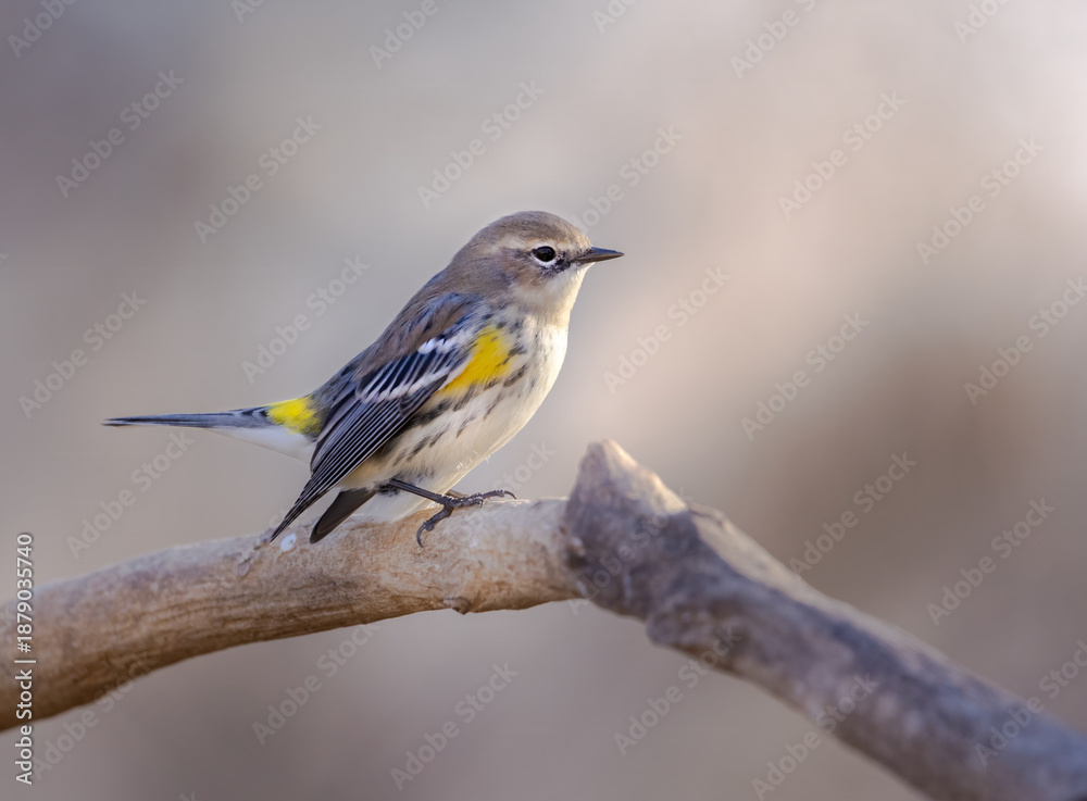 Fototapeta premium yellow rump warbler on branch