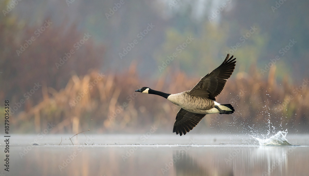 Obraz premium Canadian goose taking off from serene lake with water splash