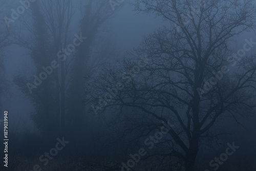 Obraz na plátne vista dettagliata degli alberi di un bosco di pianura, tra autunno ed inverno, i