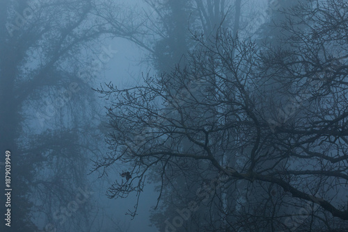 Cuadro en lienzo vista dettagliata degli alberi di un bosco di pianura, tra autunno ed inverno, i