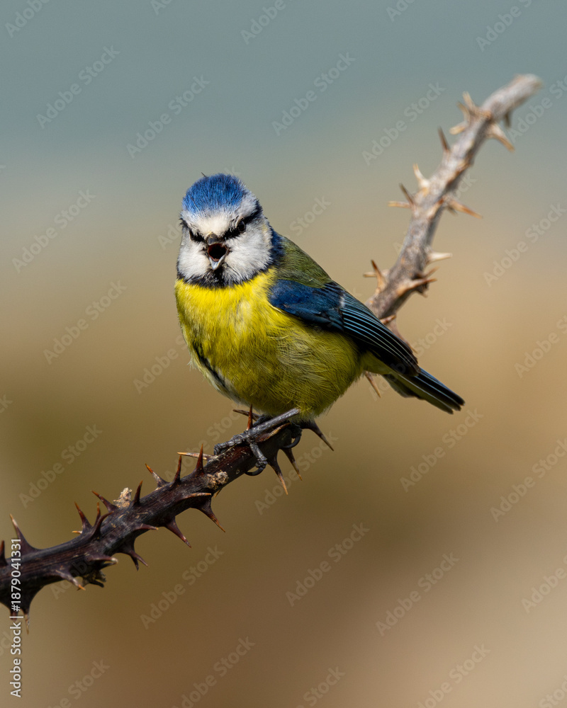 Naklejka premium Eurasian Blue Tit (Cyanistes caeruleus) - Common in gardens, woodlands and parks across Europe