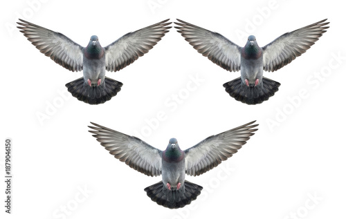 Fotografía Three pigeons flying in formation isolated