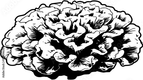 Black and white vector illustration of a Maitake mushroom cluster, also known as Hen-of-the-Woods or Grifola frondosa, an edible fungi.