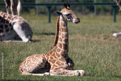 Photography Baby Giraffe (Giraffa camelopardalis) Resting on Grass