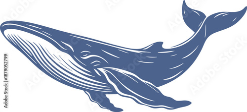 Giant humpback whale swimming just beneath the ocean surface vector illustration