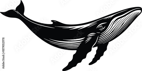 Black and white vector illustration of a humpback whale isolated on white background perfect for marine life themes and ocean conservation concepts