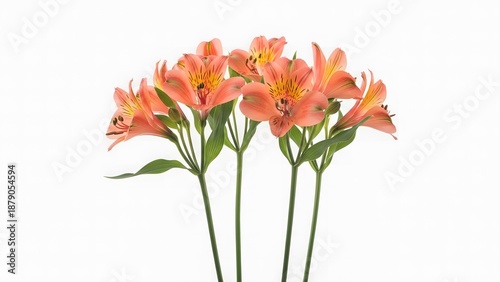 Bouquet of salmon-colored alstroemeria flowers, also known as Peruvian lilies, on white background