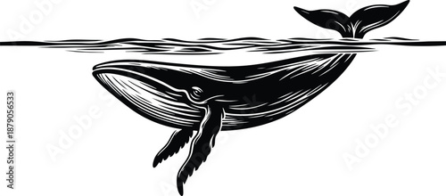 Whale breaching the water surface a majestic marine mammal illustration in a graphic style for ocean themes and wildlife concepts isolated on white background