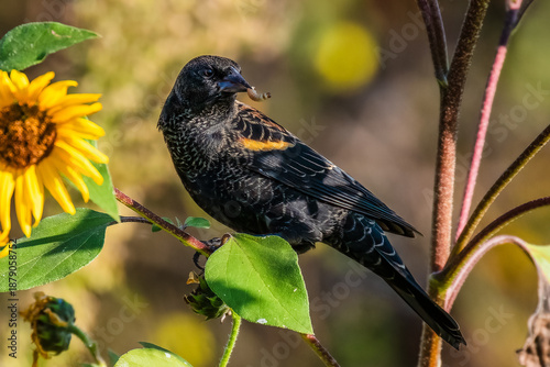 Redwinged balckbird eating a worn, maggot, insect