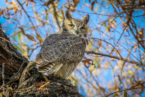 Great horned owl perched in a tree in the fall