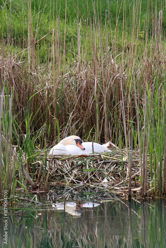 Swan Sitting on a Nest by the Water, Nijmegen, The Netherlands