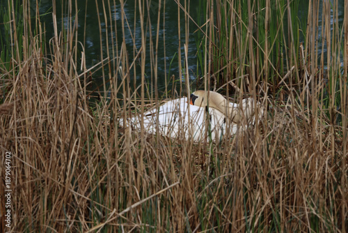 Swan on Nest Near Water