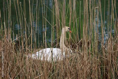 Swan on Nest Near Water