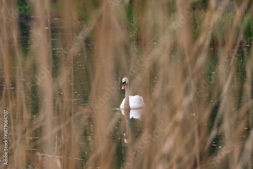 Swan Swimming with Lake Reflection
