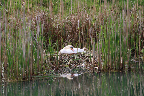 Swan on Nest Near Water