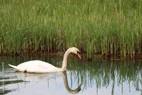 Swan Swimming with Lake Reflection