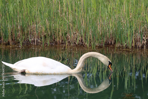 swan swimming in the lake
