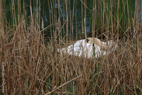 Swan on Nest Near Water, The Netherlands