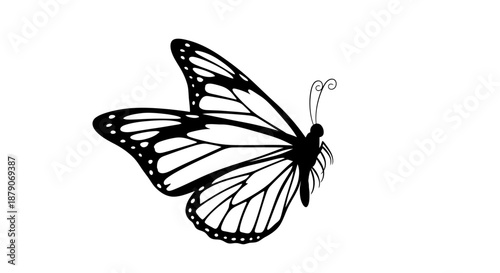 A beautiful black and white butterfly silhouette with delicate wings spread wide on a clean background