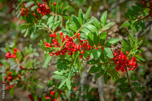 Wallpaper Mural Mastic tree with red berries Torontodigital.ca