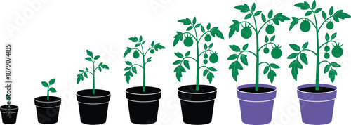 Tomato plant growth stages in pots illustration showing seedling to mature fruiting plants lifecycle for home gardening, container farming, and agriculture education