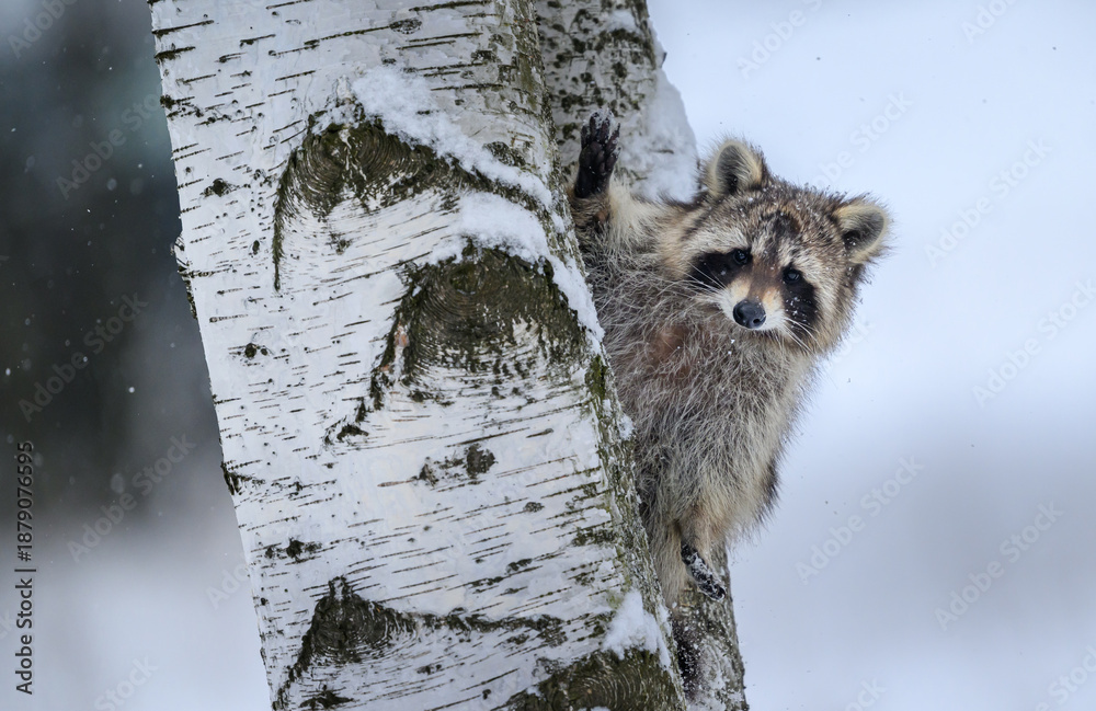 Obraz premium Racoon ( Procyon lotor ) close up