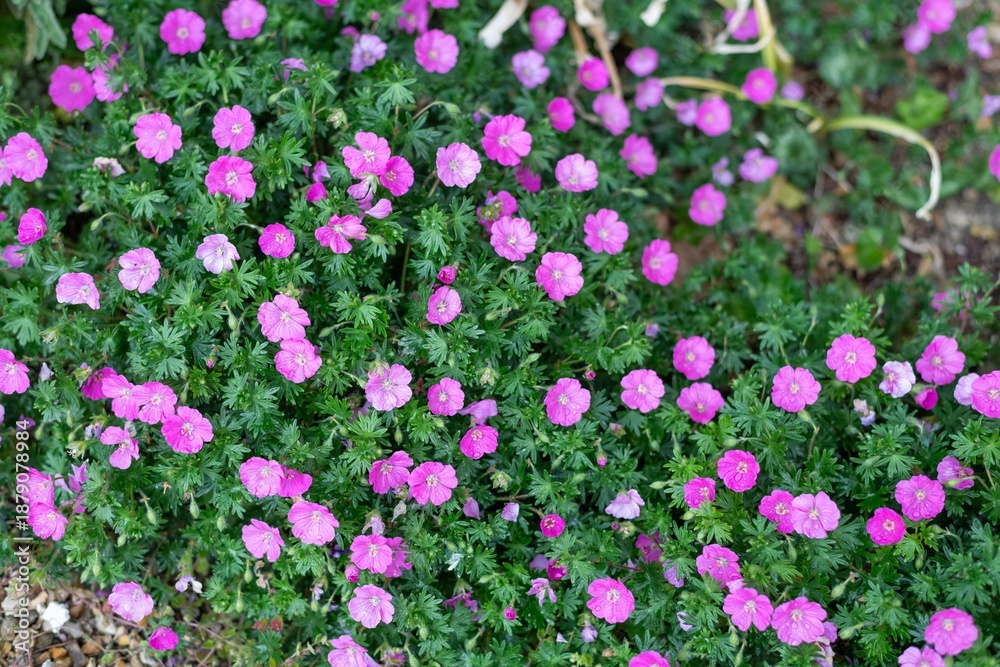 Fototapeta premium Close up of pink bloody geraniums (geranium sanguineum) flowers in bloom