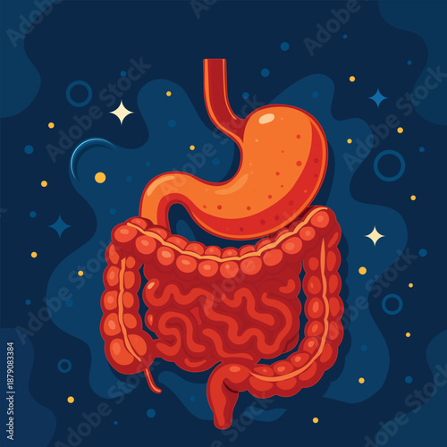 Digestive System Illustration