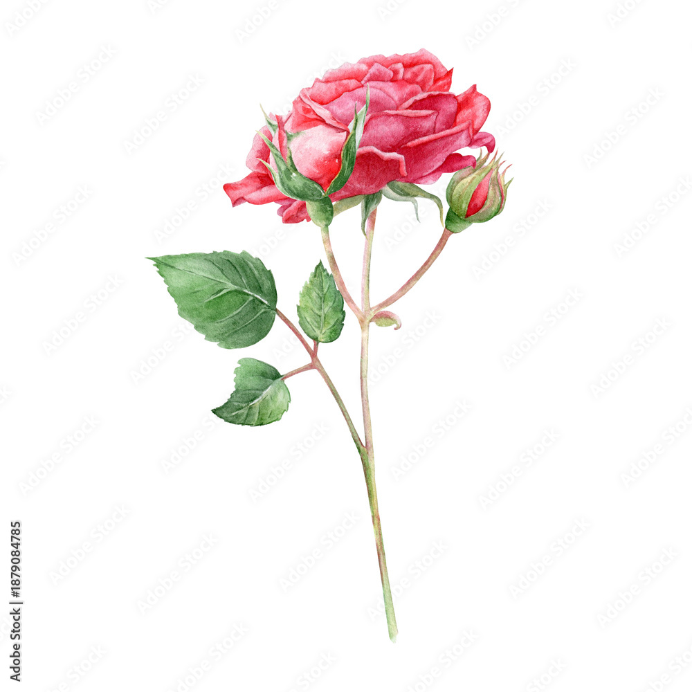 custom made wallpaper toronto digitalA hand-drawn watercolor illustration of a beautiful, delicate rose with buds on a white background. Suitable for printing and decorating postcards, invitations, and greeting cards.